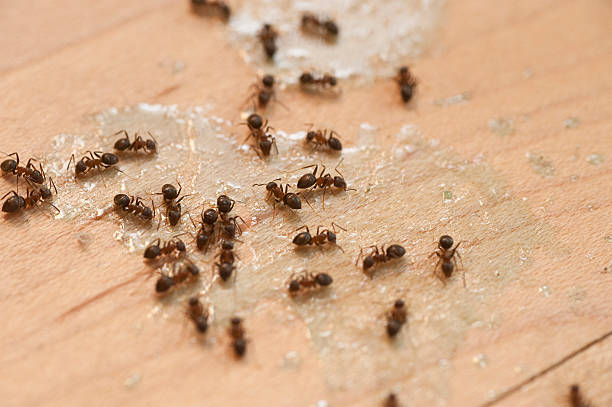 Best Mosquito Control Services  in Ferndale, MI